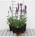 GRDplanten Groendecor Tuinarchitectuur 6x Struiksalie - Salvia nem. 'Ostfriesland' | 9x9 cm pot