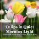Tulips in Quiet Morning Light: A Gentle Walk Through Petal and Color, Bloom by Bloom