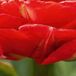 JUB - Tulipa pamplona