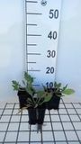 GRDplanten Groendecor Tuinarchitectuur 6x Kokardebloem - Gaillardia hybr. 'Tokayer' | 9x9 cm pot