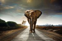 Alexsar Art schilderij Glas art horizon olifant 90x60cm