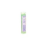 Boiron Eupatorium Perfo 5CH Granulen 1 stuks
