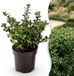 Green boutiQ - 8x Ilex crenata Stokes - Japanse Hulst - Haagplanten - Groenblijvend - Groen - Pot 9cm - Hoogte 20-30cm