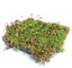 Sempergreen Dakgroen Sedumtray voor daken Type TE Kant & Klaar Click 'n Go 15 graden, prijs per 1 tray