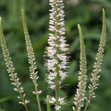 Arborix Veronicastrum 6 x Veronicastrum Virginicum 'Album' - Virginische Ereprijs pot 9x9cm