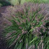 Arborix 6x Pennisetum alopecuroides 'Black Beauty' Pot 9x9cm