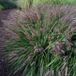Arborix 6x Pennisetum alopecuroides 'Black Beauty' Pot 9x9cm