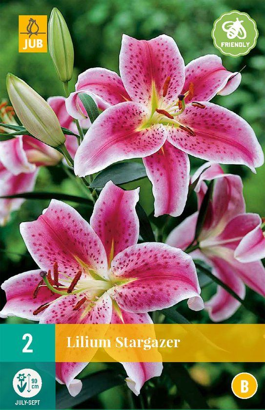 Lilium stargazer - 2st - Bloembollen - JUB Holland