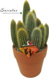 Arian Cactus Kamerplant in Sierpot - Grote Zuilcactus Ø 20 cm - Hoogte 40 cm - Plant voor Binnen - Cadeau