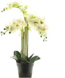 Buitengewoon Boet Kunstplant RT Phalaenopsis Bora x5 in pot 60cm white