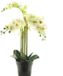 Buitengewoon Boet Kunstplant RT Phalaenopsis Bora x5 in pot 60cm white