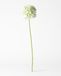 HEMA Fleur Artificielle Allium 55 Cm Blanche
