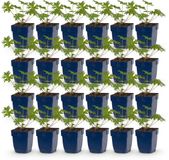 Plantenboetiek.nl Geranium Johnson's Blue - Ooievaarsbek - Bodembedekkend - Blauw - 24 Planten - Ø11cm - 15-25cm hoog - Tuinplant