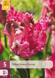 JUB Tulipa power parrot bloembol 5 stuks
