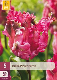 JUB Tulipa power parrot bloembol 5 stuks