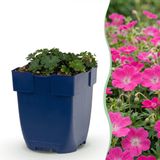 Green boutiQ Geranium sang. Max Frei - Ooievaarsbek - Bodembedekkend - Roze - 6 Planten - Pot 11cm - Hoogte 15-25cm