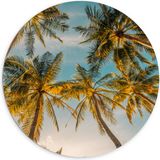 Merkloos / Sans marque Dibond Muurcirkel - Palmbomen in het Zonlicht - 100x100 cm - Foto op Aluminium