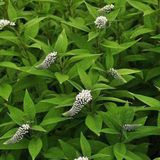 Arborix Bol 6 x Lysimachia Clethroides - Wederik pot 9x9cm
