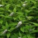 Arborix Bol 6 x Lysimachia Clethroides - Wederik pot 9x9cm