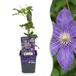 Green boutiQ - 4x Clematis Multi Blue - Bosrank - Blauw - Klimplant - Ø9cm - 35cm