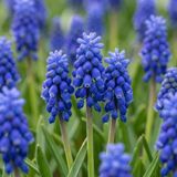Green boutiQ - 200x Muscari Armeniacum - Armeense druifhyacint - Blauw - Verwilderingsbol - Bolmaat 8/9