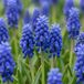 Green boutiQ - 400x Muscari Armeniacum - Armeense druifhyacint - Blauw - Verwilderingsbol - Bolmaat 8/9