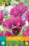 Jub Tulipa Night Club bloembollen 7 bollen Tulp JUB