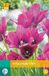 Jub Tulipa Night Club bloembollen 7 bollen Tulp JUB