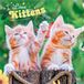 I Browntrout Publishers I Love Kittens - Ich liebe Katzenbabys 2027 - 16-Monatskalender