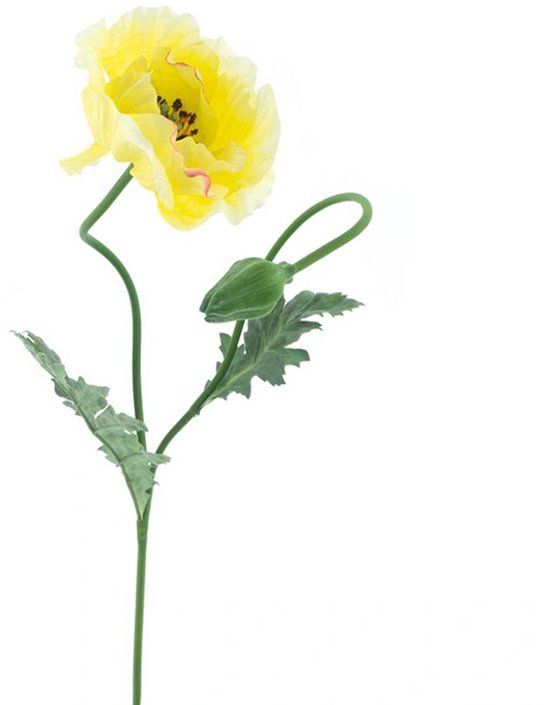 Erutan avon Poppy spray Casper yellow 73 cm