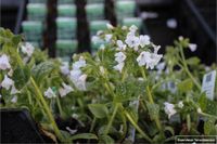 GRDplanten Groendecor Tuinarchitectuur 6x Longkruid - Pulmonaria off. 'Sissinghurst White' | 9x9 cm pot