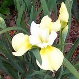 Arborix Iris 6 x Iris Sibirica 'Butter And Sugar' - Baardloze Iris pot 9x9cm