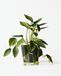 HEMA Plante Artificielle Philodendron 55 cm (vert)