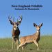 New England Animals and Mammals Kids Wildlife Book
