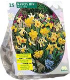 Baltus Narcis Mini Mix - 25 bloembollen