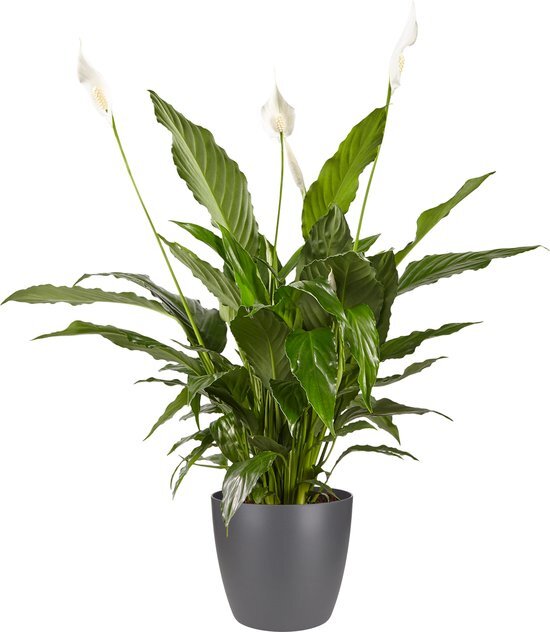Lepelplant Spathiphyllum Vivaldi Elho Brussels Round Antracite - BestPlants - Groene Plant- Hoogte  70 cm