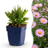 Green boutiQ Vasteplant Aster Wood's Pink Roze 3 Planten Pot 11cm