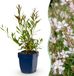 Green boutiQ Gaura lindh. Whirling Butterflies Vasteplant - Wit - 1 Plant