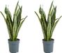 Bloomique Sansevieria Laurentii Vrouwentong Plantes d'intérieur Lot de 2