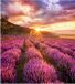 Samsung IF025HX Smart LED Signage Indoor LED 2.5mm pitch 192x216 pixels 1200 nits 1920-3840Hz