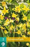 jub X 3 Erythronium Pagoda
