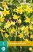 jub X 3 Erythronium Pagoda