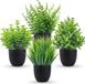Ibenzoa® Miniatuur Groenblijvende Planten in Pot voor Binnenhuisdecoratie - Set van 4 Stuks