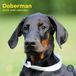 Baker & Bray Dobermann Kalender 2027 Wandkalender