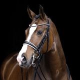 HKM Dina Tack Halsters Zwarte Pony