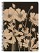 Clairefontaine 116040C - Spiraalschrift met Natuurillustratie - A4 21x29,7 cm - 148 Gelinieerde Pagina's met Marge Ivoorpapier 90g - Le Cerisier Blanc Collectie - 2 designs willekeurig