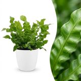 Green boutiQ Asplenium Crispy Wave - 30cm - Groen