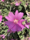 GRDplanten Groendecor Tuinarchitectuur 6x Malvastruik, struikmalva - Lavatera 'Rosea' | 9x9 cm pot