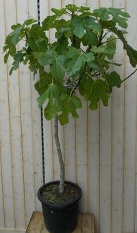 Warentuin Natuurlijk Warentuin Vijg struik 150 cm