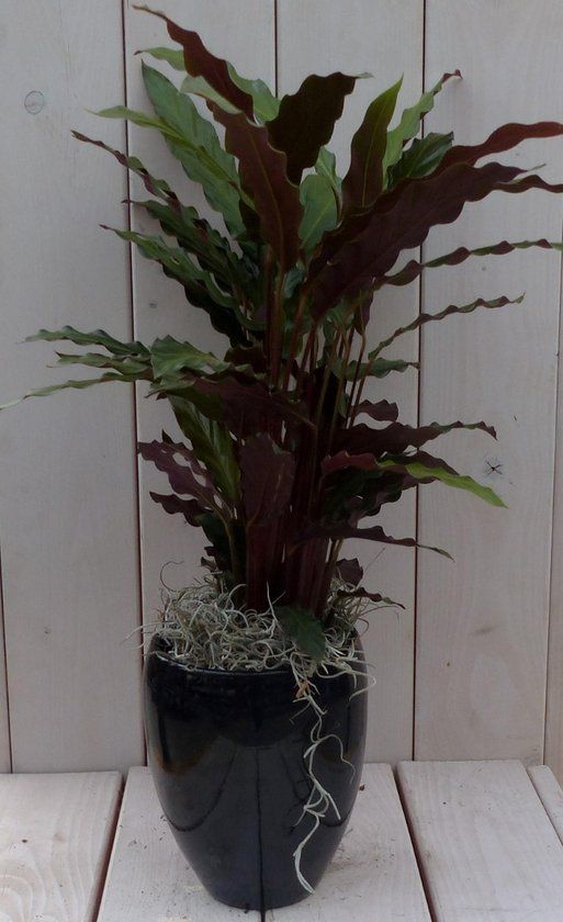 Warentuin Natuurlijk Pauwenplant Calathea rood blad rode hoge pot 50 cm